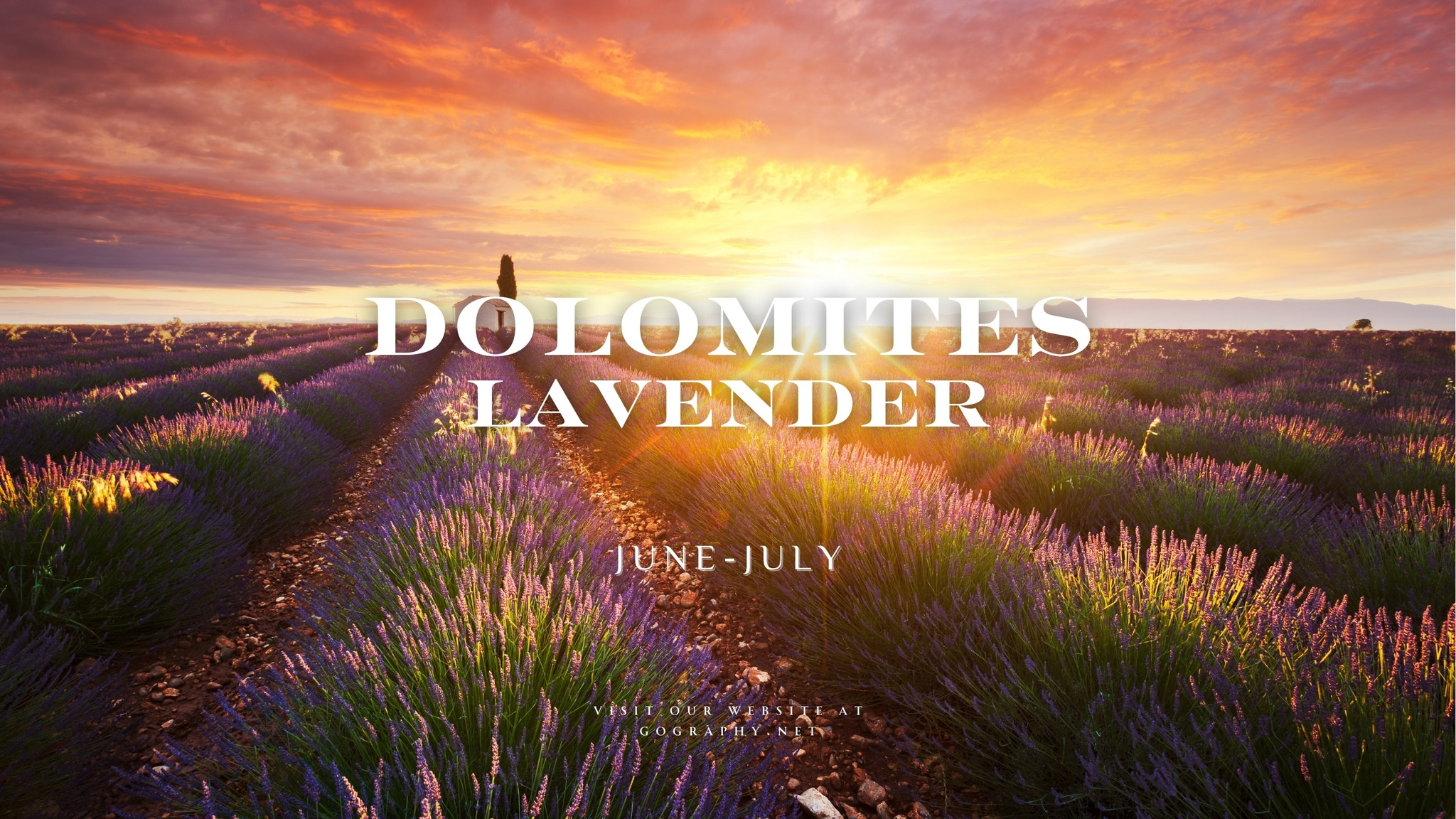 Gallery Cover